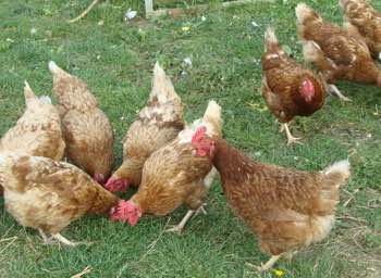 Free range hens in Kent. Free range hens in Kent.