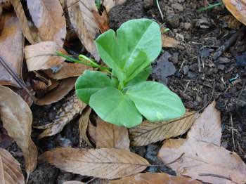 How to plant broad beans How to plant broad beans