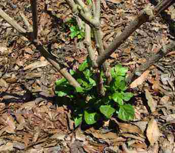 The perrennial jalapeno shooting in the spring.