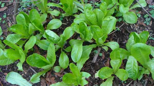 Lettuce seedlings at six weeks. Lettuce seedlings at six weeks.