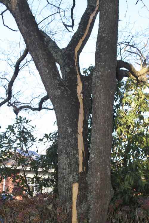 Midwinter lightning strikes a tree in the front garden. Midwinter lightning strikes a tree in the front garden.