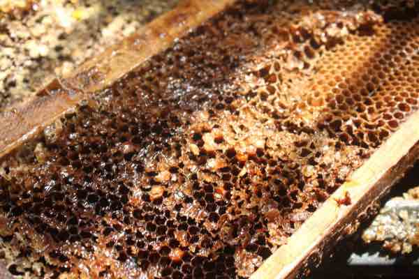 Old honeycomb clogged with pollen Old honeycomb clogged with pollen