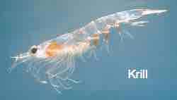 Omega-3 in krill. Omega-3 in krill.