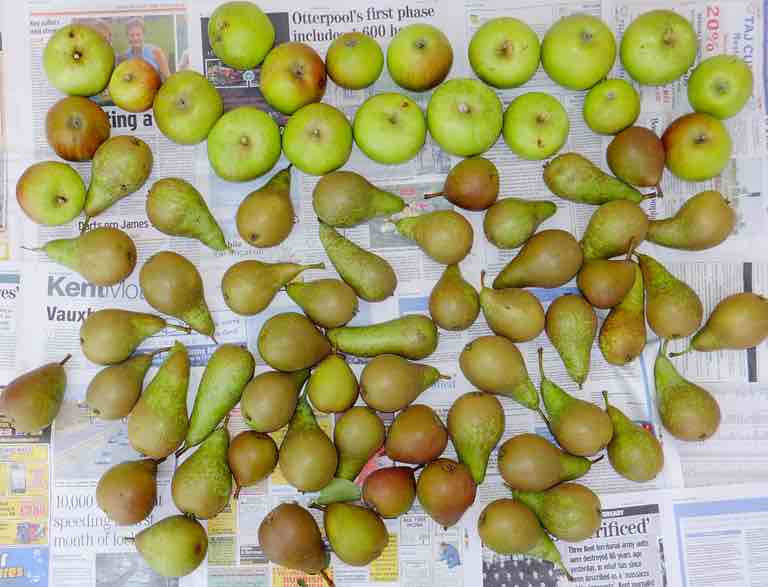 Pears and apples for cider Pears and apples for cider