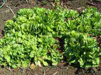 Growing lettuc is Bernard Preston's passion Growing lettuc is Bernard Preston's passion