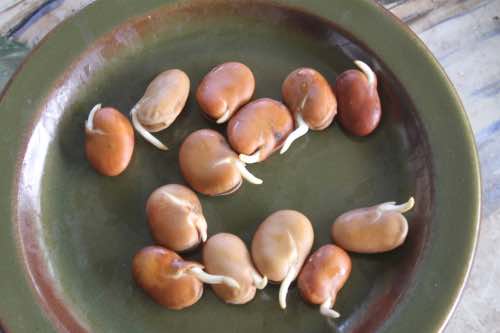 Sprouting broad beans Sprouting broad beans