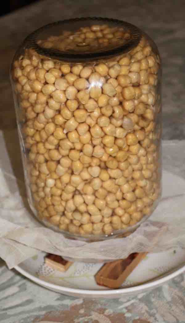 Sprouting chickpeas prior to making hummus. Sprouting chickpeas prior to making hummus.