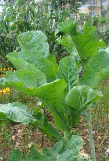 Summer garden kale grown as part of our urban agriculture project. Summer garden kale grown as part of our urban agriculture project.