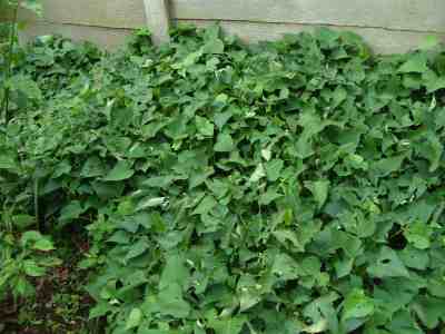 Sweet potato ground cover Sweet potato ground cover