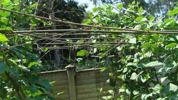 Trellis cross bracing Trellis cross bracing