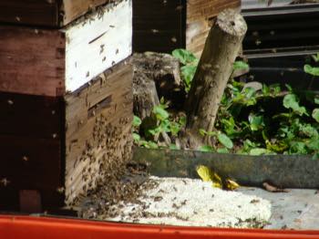 Then it might start to look like this strong colony.