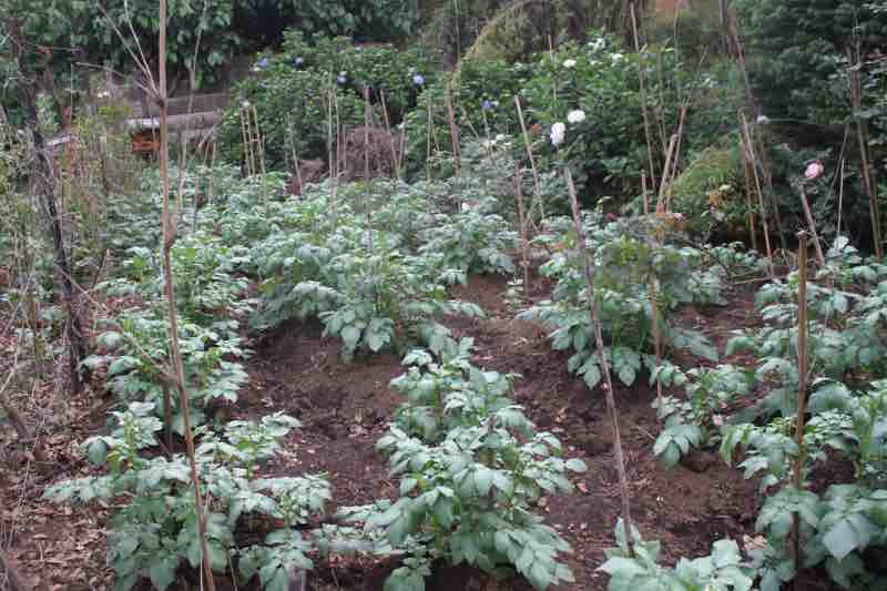 Urban farming potatoes